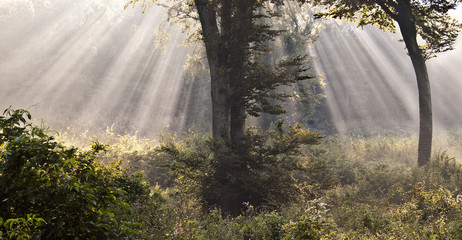 Wall Mural - Mystical forest