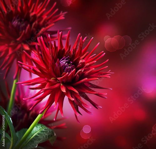 Dahlia Autumn flower design - 34304958