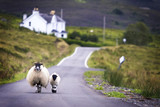 Fototapeta Desenie - Sheep walking with its lamb on road in Scotland.