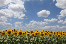 Sunflowers Sky And Clouds