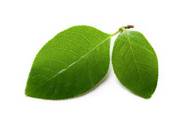 Poster - Leaf isolated on white background