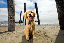 Golden Retriever Puppy At The Beach