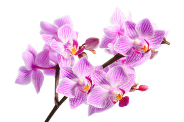 Fotomurales - red orchid