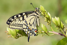 Swallowtail (Papilio Machaon) Butterfly