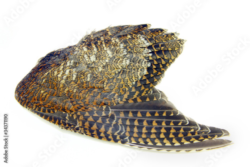 Fotografia, Obraz Woodcock wings (Using for hunting dog training)
