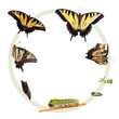 Life cycle of the Eastern Tiger Swallowtail butterfly