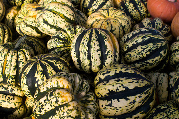 Wall Mural - Winter squash on display