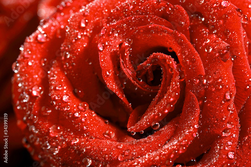 Naklejki róże   czerwona-roza