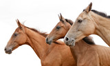 Fototapeta Konie - Akhal-teke mare and foals