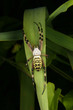 Wespenspinne (Argiope bruennichi)