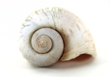 Close Up Nautilus Shell Shot On White Background.