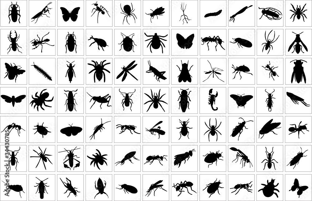 collection of bugs - vector - obrazy, fototapety, plakaty 
