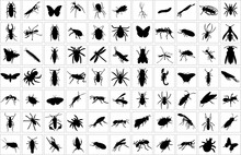 Collection Of Bugs - Vector