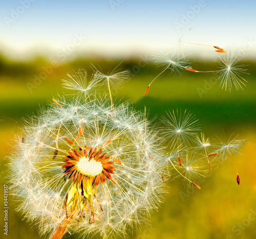 Fototapeta na wymiar dandelion