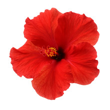A Red Hibiscus Flower Isolated On White Background