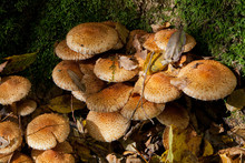 Bunch Of Autumnal Pholiota Fungi Closeup