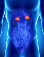 Poster - Male adrenal anatomy