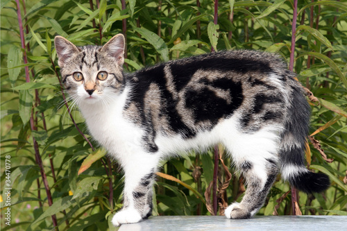 Jalousie-Rollo - Junge schöne 3-farbige Katze (von Astrid Gast)