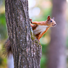 squirrel