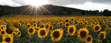 Sunflower In The Light Of The Setting Sun