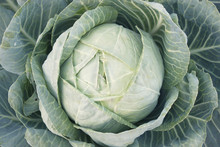 A Head Of Cabbage