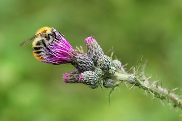 Wall Mural - bumblebee on a thistle