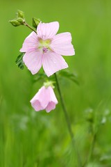 Wall Mural - Malva moschata