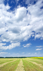 Wall Mural - Mown field of wheat and amazing sunflowers under white clouds.