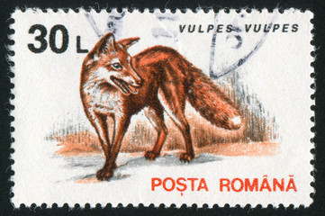 Poster - Romania fox