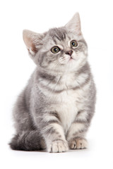 British kitten on white background