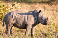 Rhino  Calf In Nature Green Grass