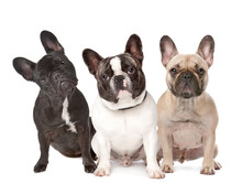 Three French Bulldogs In A Row