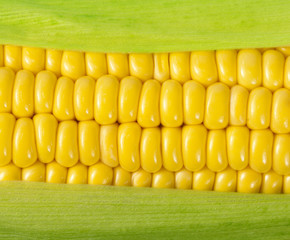 Wall Mural - Ripe corn on the cob