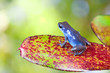 blue poison dart frog on leaf