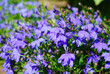 Many dark blue flowers lobelia