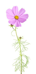 Wall Mural - Garden cosmos (Cosmos bipinnatus) isolated on white background