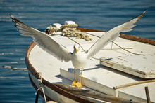 Seagull Flown Away From Boat