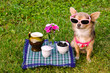 Weekend picnic concept - dog relaxing in meadow