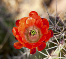 Orange Cactus Flower Arizona