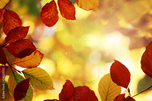 Obraz liście  jesienne-liscie