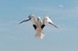 Landing northern gannet