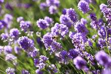 Honey Bee On A Lavender Flower