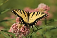 Eastern Tiger Swallowtail 2