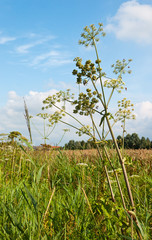 Canvas Print - Common Hogweed in a sunny field