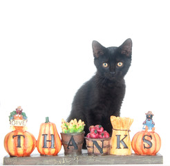 Wall Mural - Black kitten and thank you sign