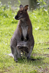 Poster - Bennett-Känguru mit Jungtier im Beutel