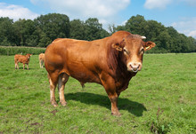 Limousine Bull