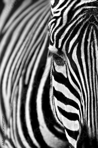 zebra-czarno-biala-fotografia