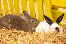 Close-up Of A Californian Rabbit Farm In The Straw