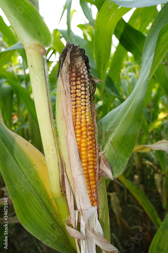 Pianta Di Mais Pannocchia Buy This Stock Photo And Explore Similar Images At Adobe Stock Adobe Stock